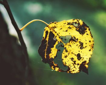 Close-up of yellow leaf on plant