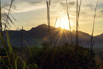 Plants growing on land against sky during sunset