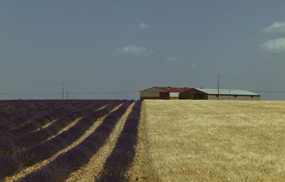 Lavender and wheat fields with factory buildings against sky. brihuega, spain