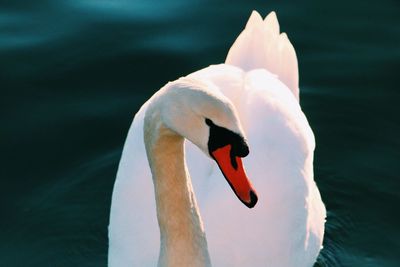 Close-up of swan swimming on lake