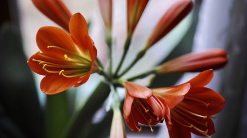 Close-up of orange lily