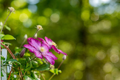 Close-up of purple flowering plant with rich bokeh