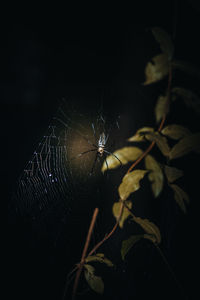 Close-up of spider on plant