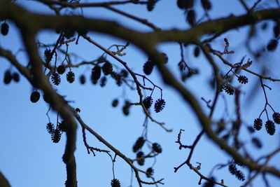 Low angle view of flowering tree against blue sky