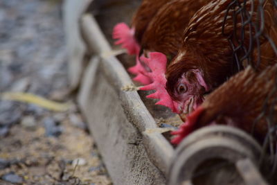 Close-up of a bird
