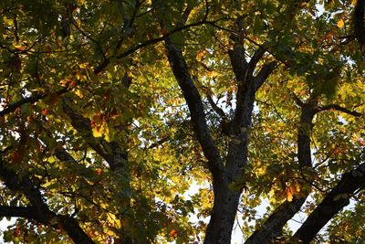 Low angle view of tree