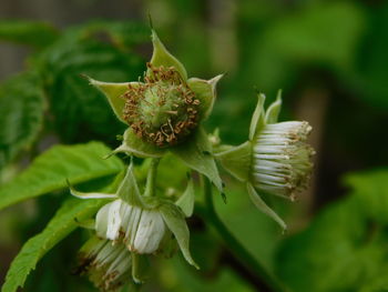 Close-up of wilted flower