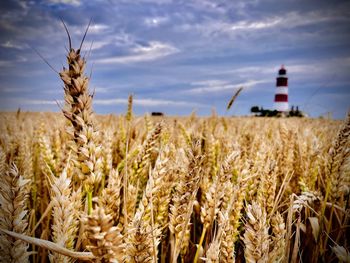 Wheat growing on field against sky