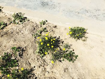 High angle view of flowering plants on beach