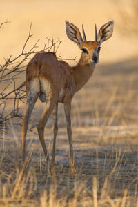 Deer standing on field