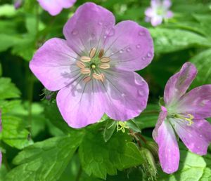 Close-up of pink flowers