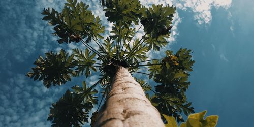 Low angle view of coconut palm tree against sky