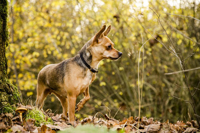 Dog in forest