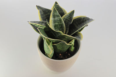 Close-up of potted plant against white background