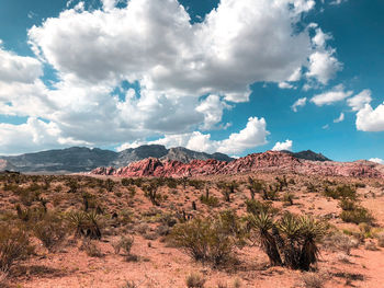 Plants growing on rock against sky