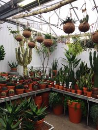 View of plants against the sky