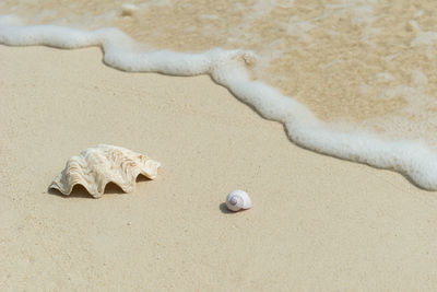 Close-up of seashell at beach