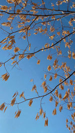 Low angle view of autumnal tree against blue sky