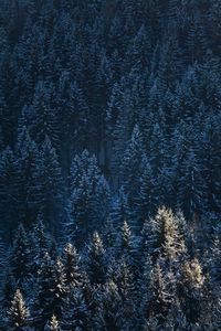 Full frame shot of trees in forest during winter