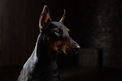 Close-up of dog looking away