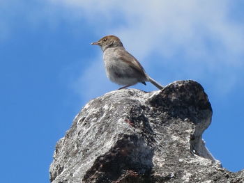 Low angle view of bird perching against sky