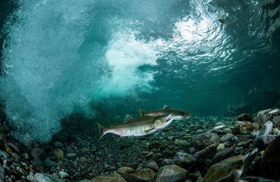 Fish swimming in sea