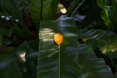 Close-up of water lily on leaves