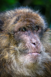 Close-up of monkey