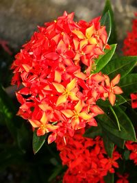 Close-up of flowers blooming outdoors