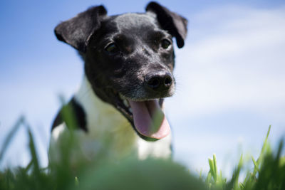 Close-up portrait of dog