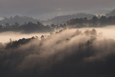 Panoramic shot of trees on landscape against sky