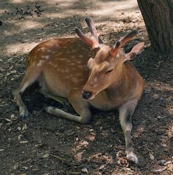 Deer in a field