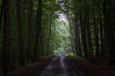 Footpath amidst trees in forest