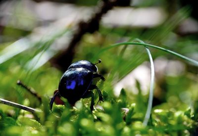 Close-up of insect on plant