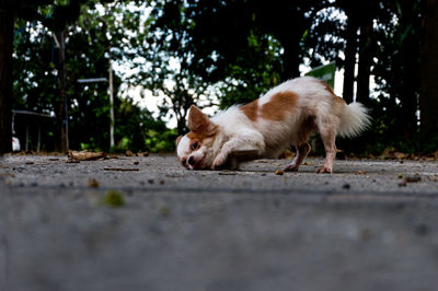 Cat relaxing on footpath