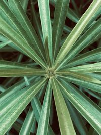 Full frame shot of succulent plant