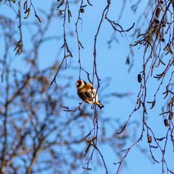 Low angle view of bird perching on branch