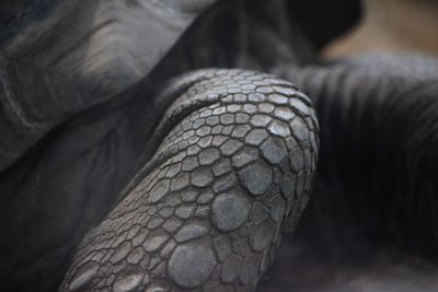 Close-up of turtle