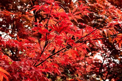 Low angle view of maple tree