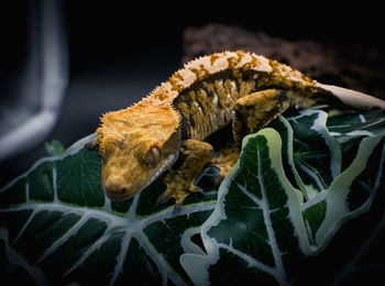 Close-up of lizard