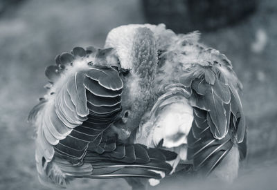 Close-up of swan swimming in water