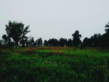 Scenic view of grassy field against sky