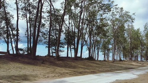 Trees on landscape