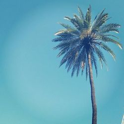 Low angle view of palm trees against blue sky