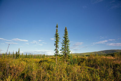 Scenic view of field against clear blue sky