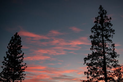 Low angle view of trees against sky