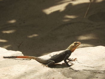 Close-up of lizard on rock