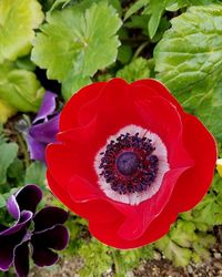 Close-up of flower blooming outdoors