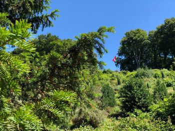 Trees against clear blue sky