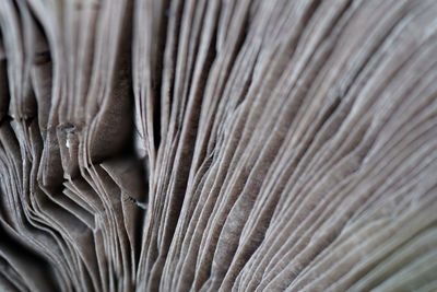 Close-up of a mushroom showing a few broken gills underneath